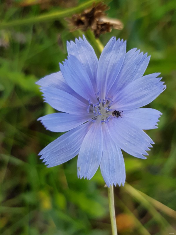 Danube Flowers 2017 - 02-2017-09-29 10.34.30
